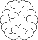 Brain Cerebellum