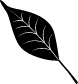 Black Willow Leaf