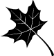 Black Maple Leaf