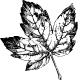 Black & White Maple Leaf