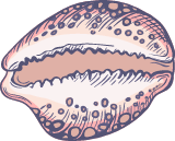 Marine Cowrie Shell