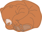 Hibernating Bear